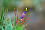 Tillandsia Ionantha